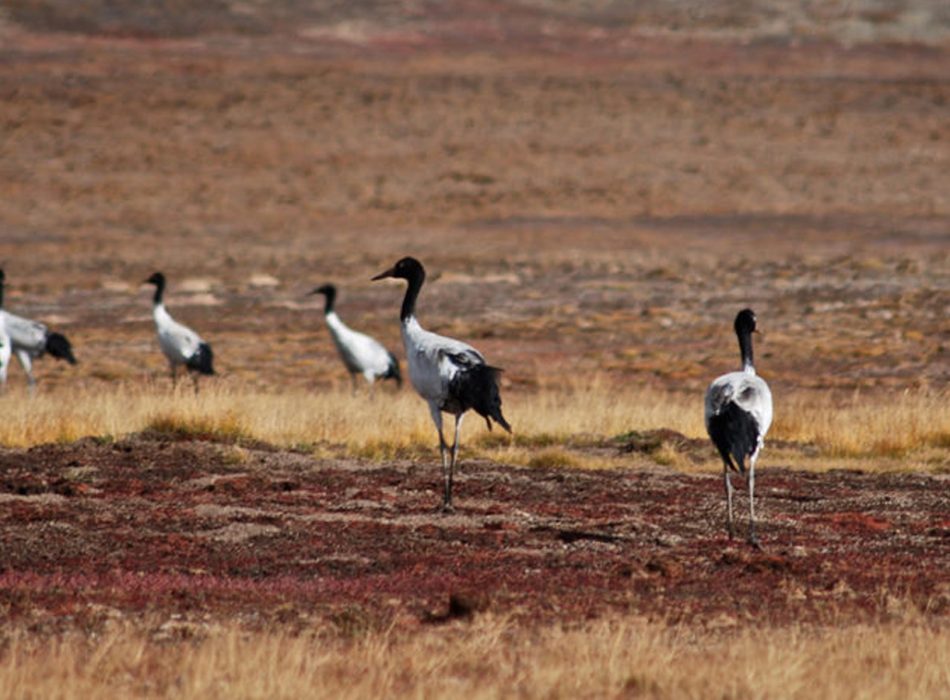 Black Necked Crane Festival